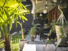 Balcony/Terrace Jungle: Hardy plants and tips