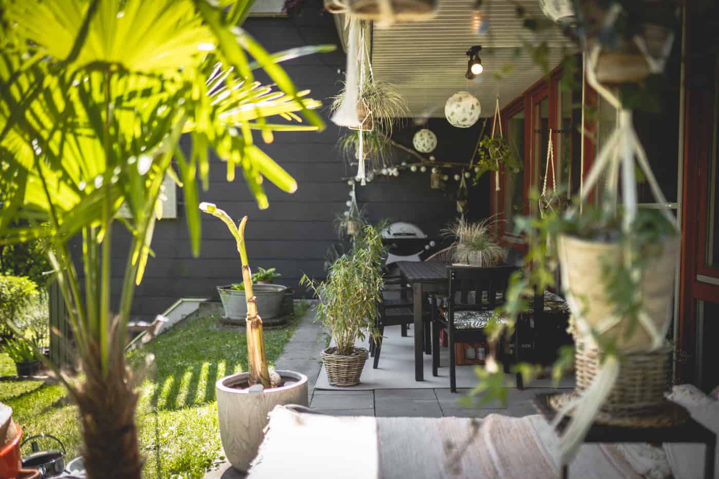 Balcony/Terrace Jungle: Hardy plants and tips